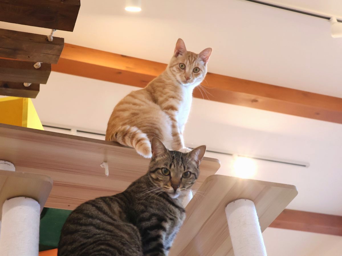 キャットタワーの上でくつろぐ猫