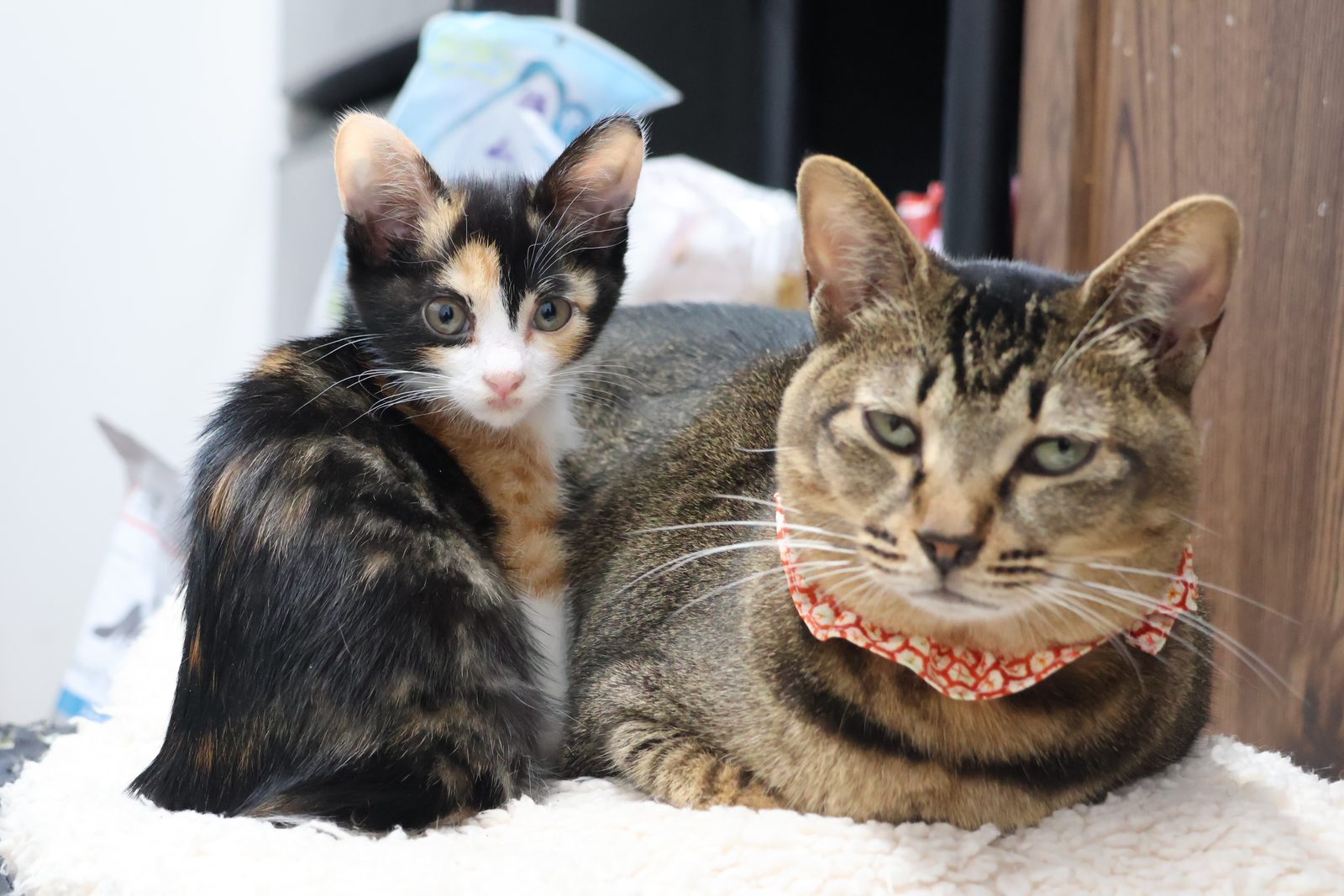 寄り添ってくつろぐ三毛の子猫とキジトラ猫