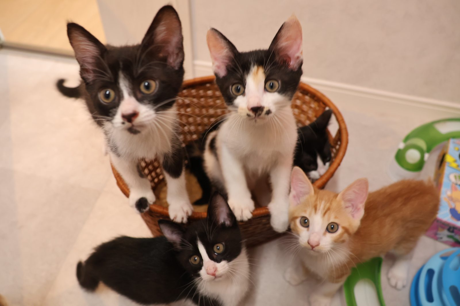カゴから顔を出してこちらを見つめる子猫たち