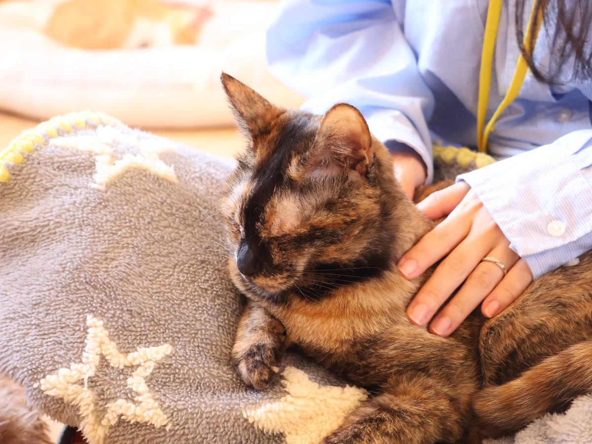 猫カフェ・譲渡・猫ホテル・猫シッターが地続きにつながる暖猫のサービス図