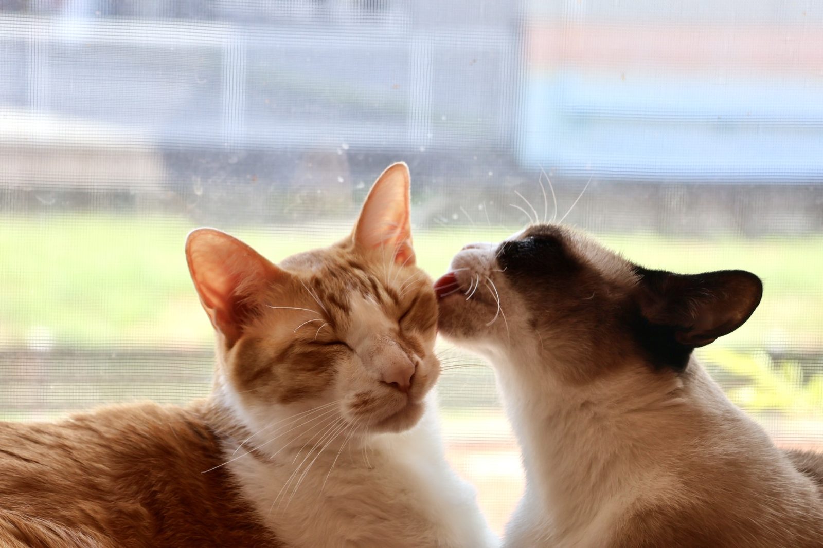 窓辺で顔を寄せ合う2匹の猫
