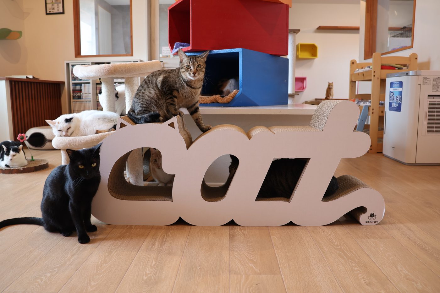 CATの形をした爪とぎのまわりでくつろぐ店内の猫たち