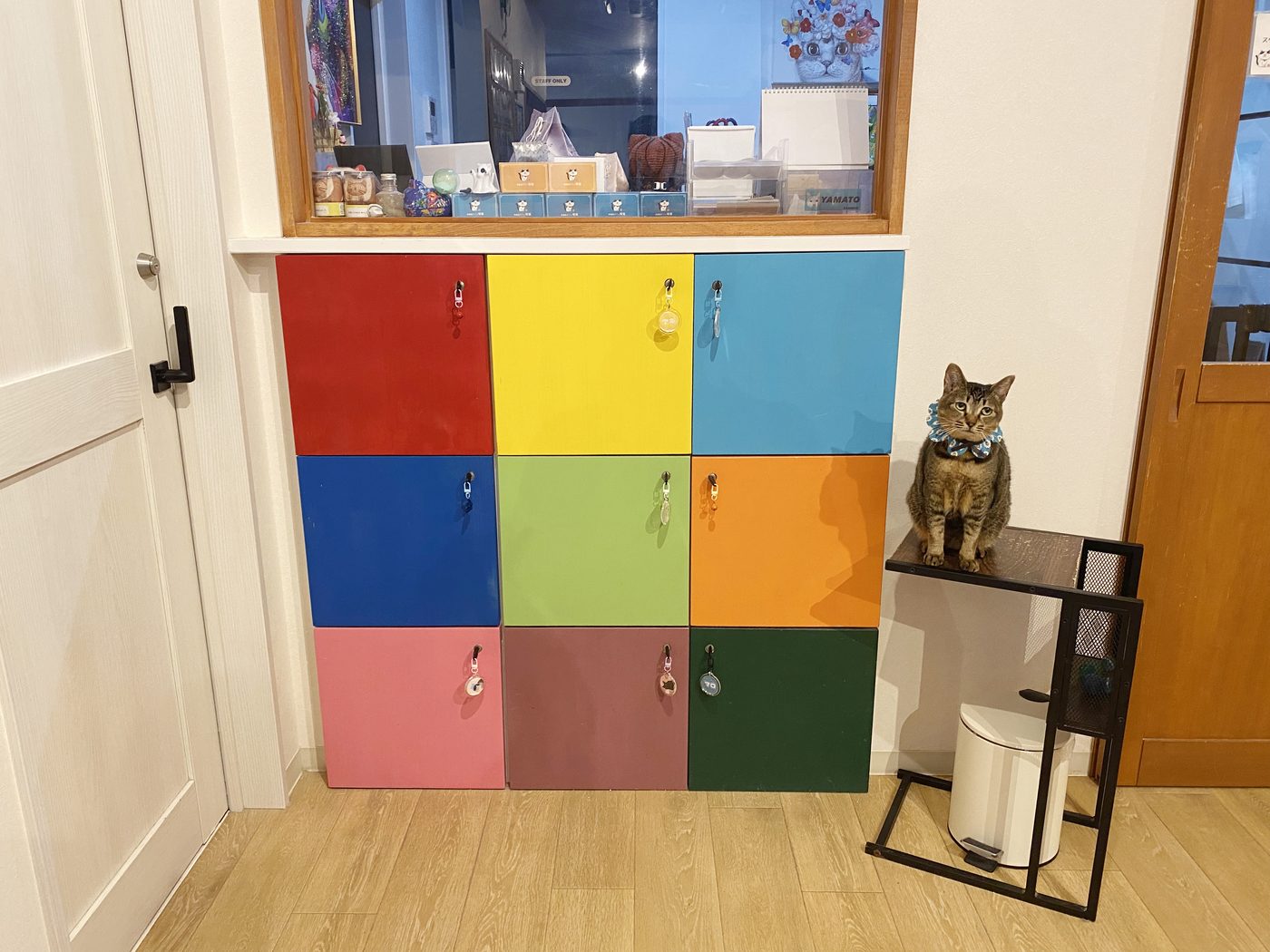 入口横に並ぶ9色のカラフルなロッカーと、そばに座るキジトラの猫さん