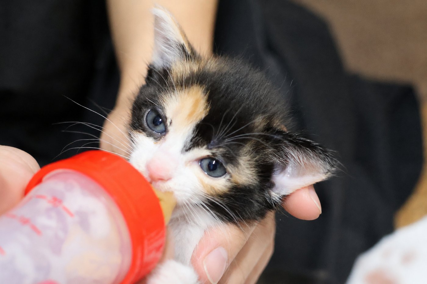 哺乳瓶でミルクを飲む保護されたばかりの子猫さん