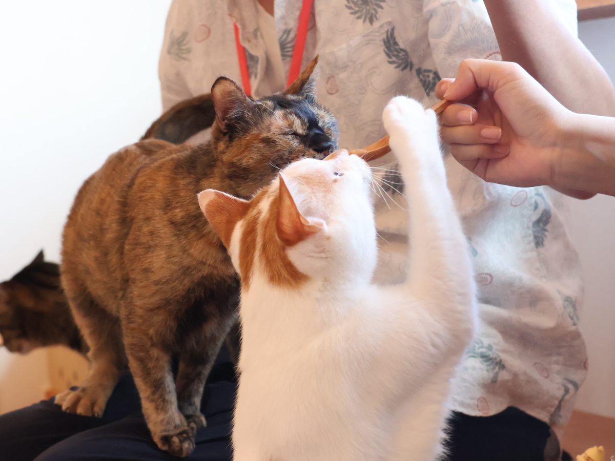 里親募集中の猫がカメラ目線でこちらを見ている様子