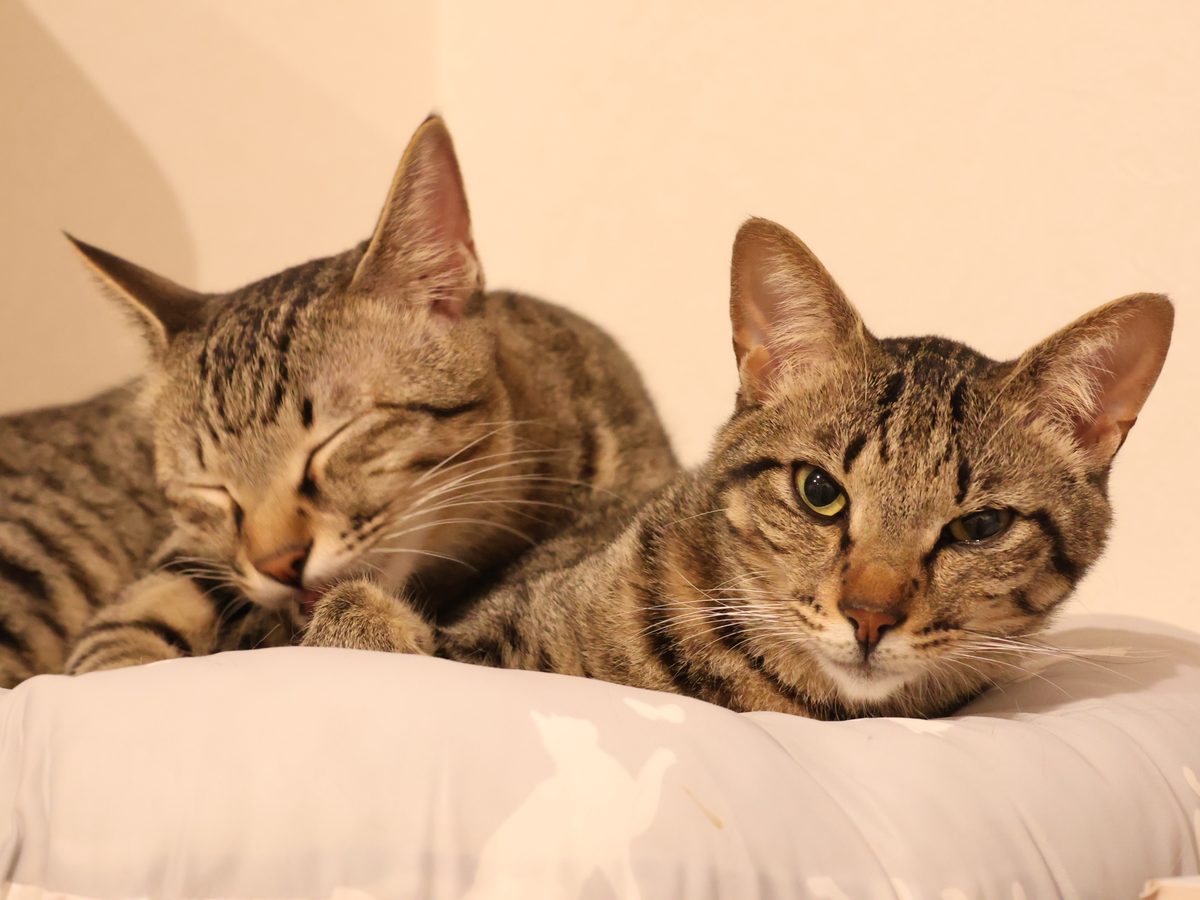 猫ホテルで快適に過ごす猫の様子