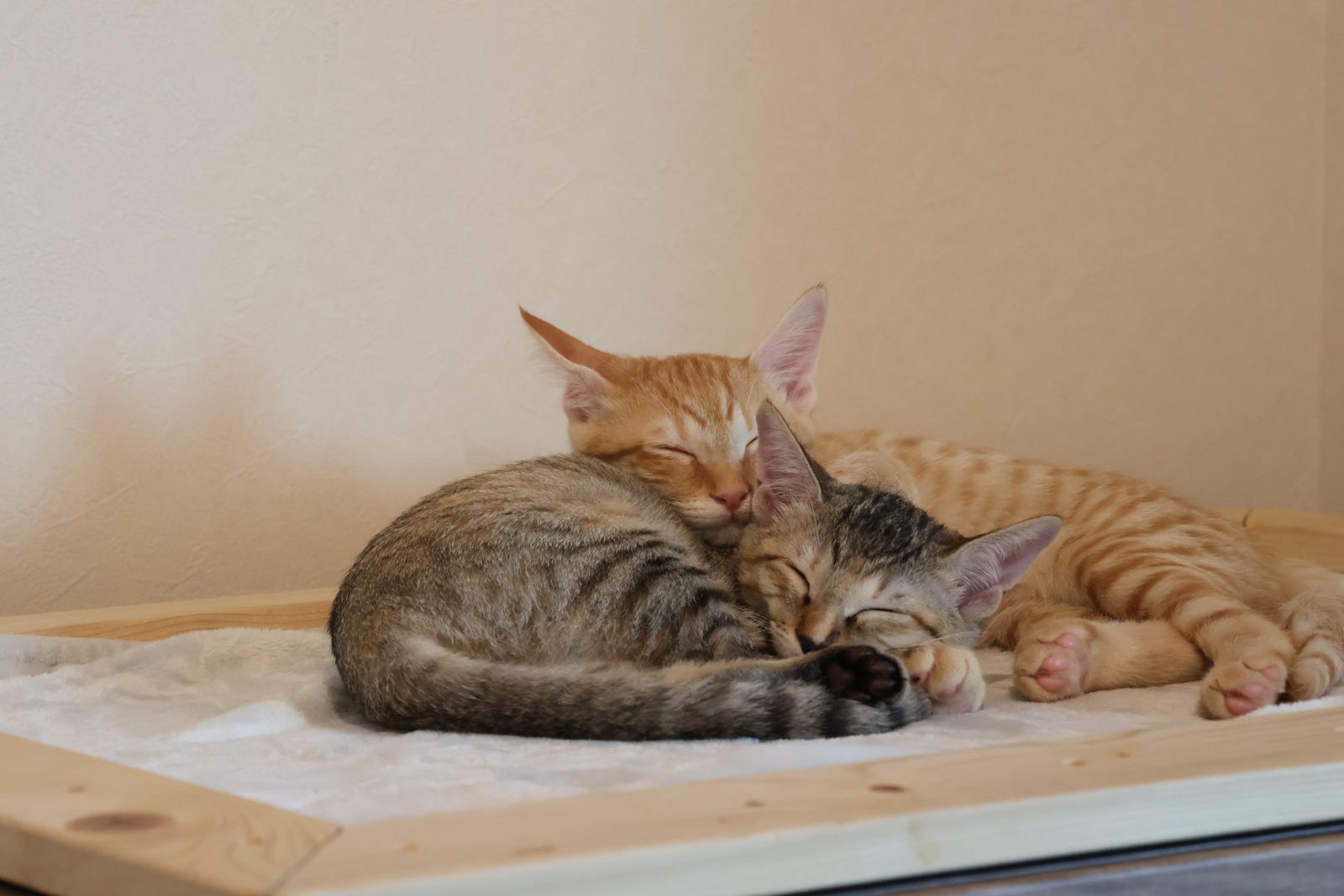 寄り添って眠る子猫たち