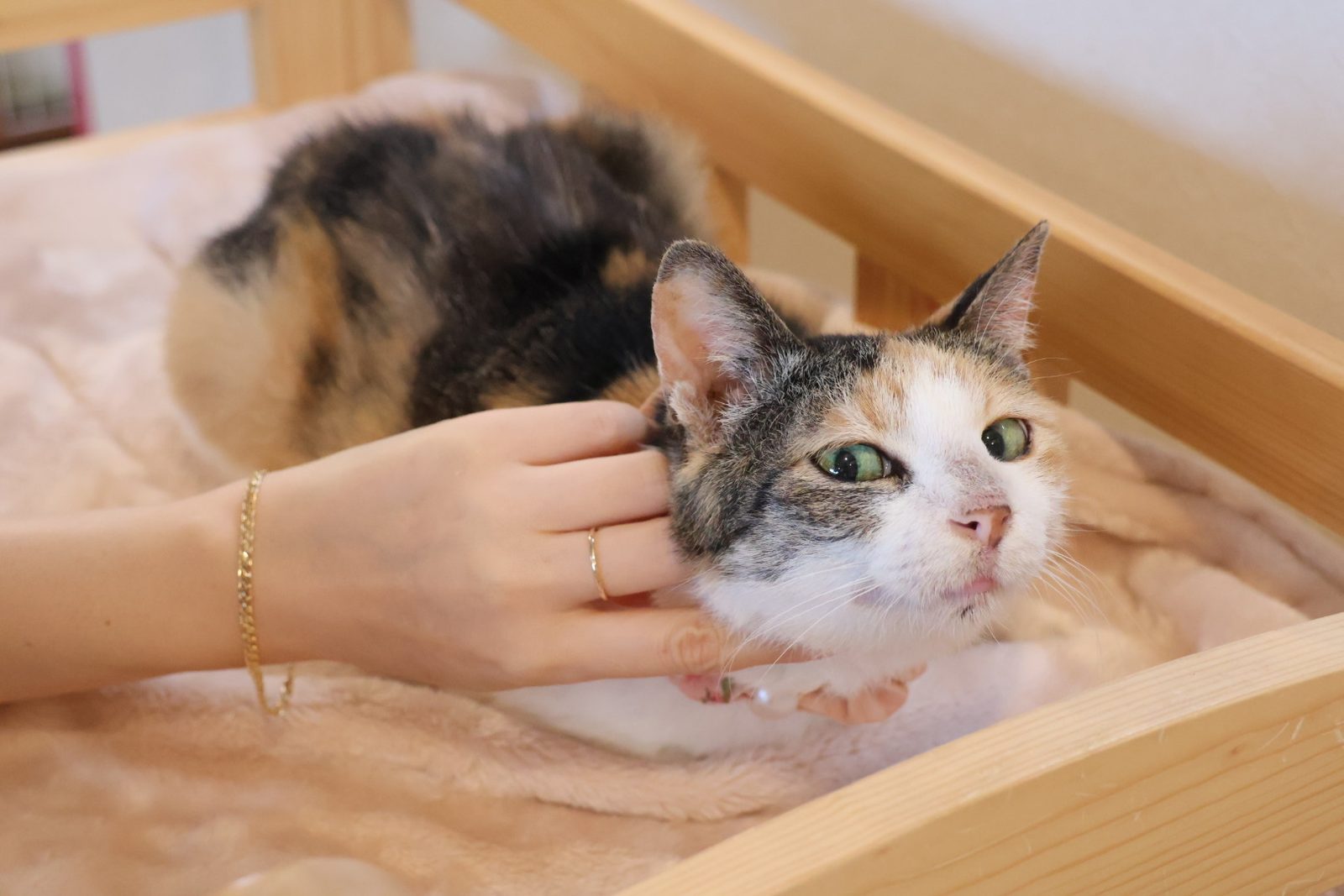 人の手になでられて目を細める三毛猫