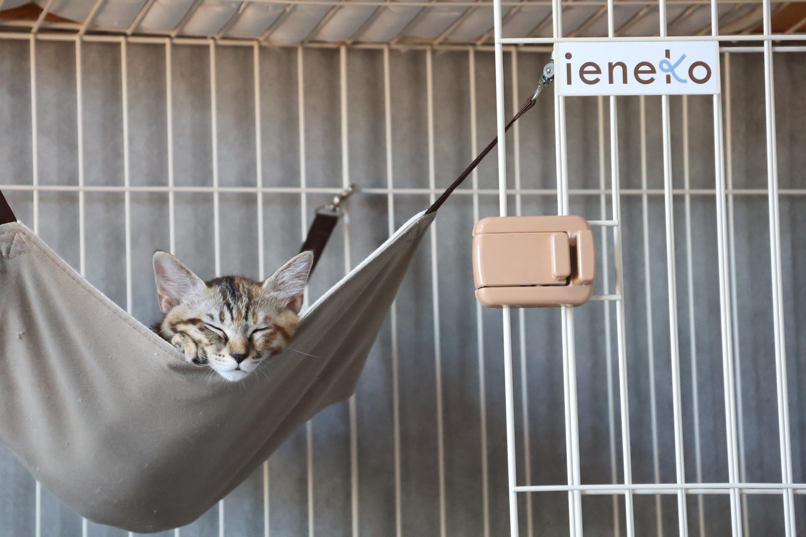 猫ホテルのケージでハンモックに揺られてくつろぐ猫