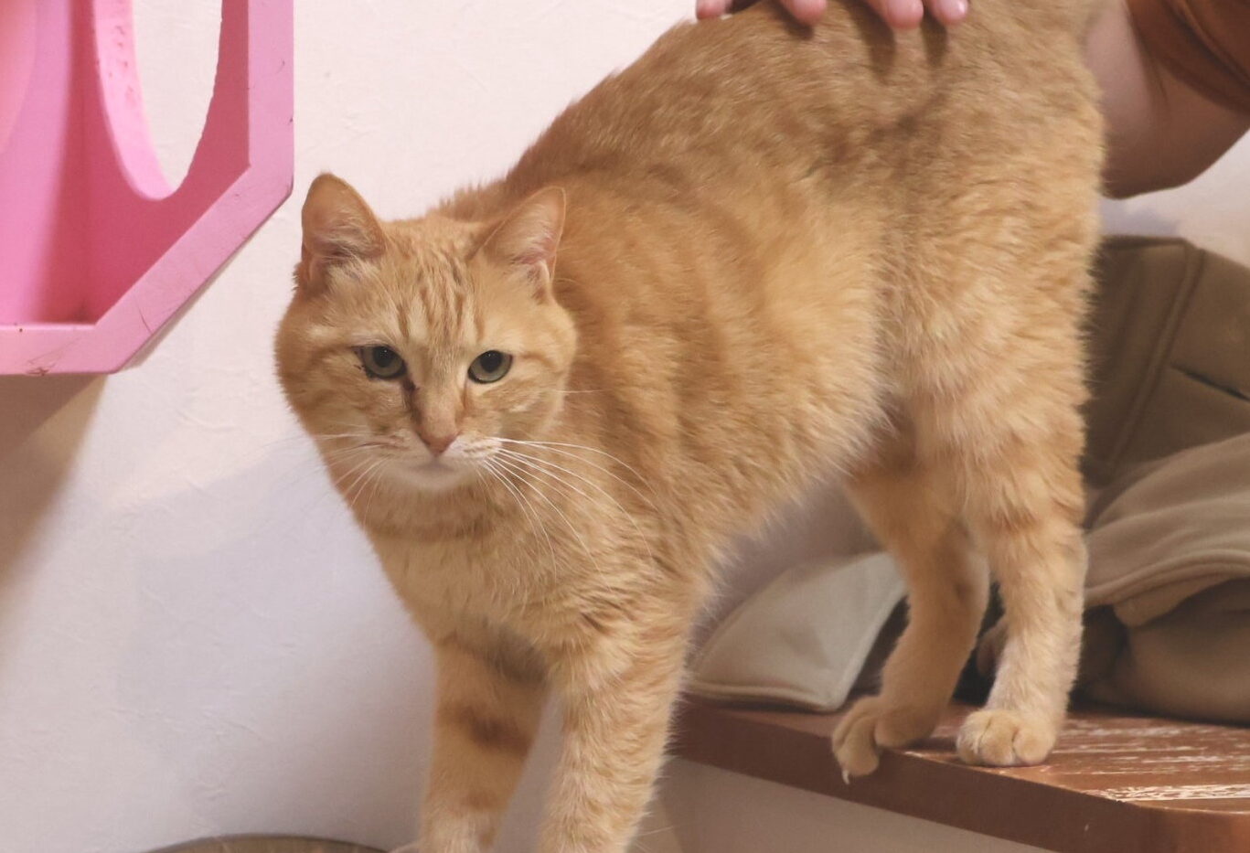 ハナの写真③