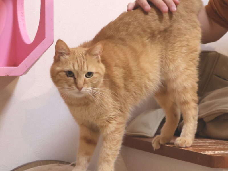 ハナの写真