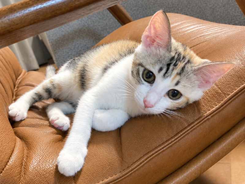 卒業猫 すすきの ちゃん（2026年卒業）里親宅での写真